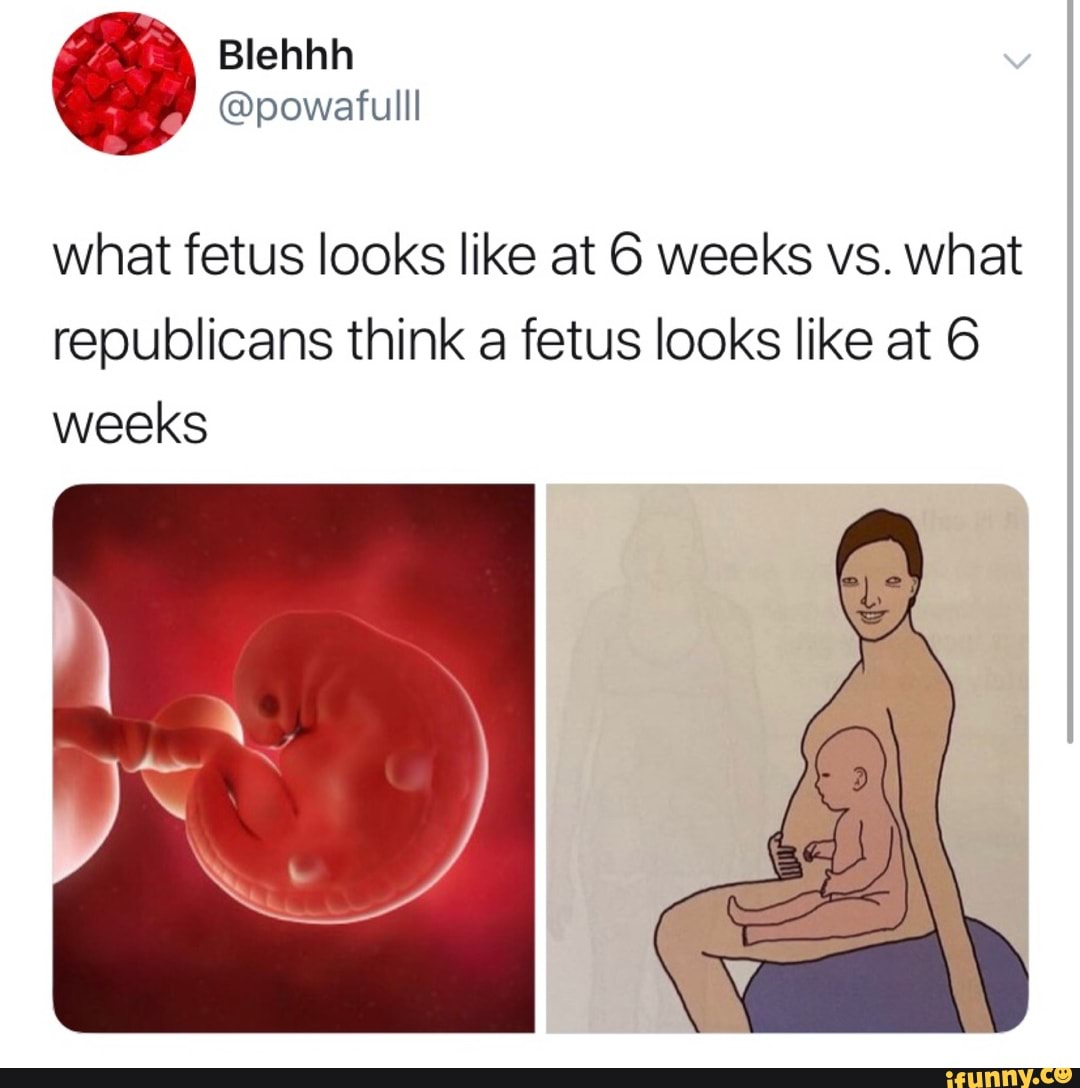 what-fetus-looks-like-at-6-weeks-vs-what-republicans-think-a-fetus