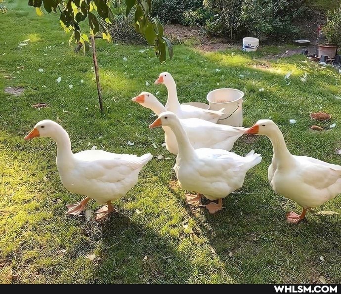 duck, garden, cute_animal