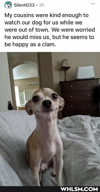 My cousins were kind enough to watch our dog for us while we were out of town. We were worried he would miss us, but he seems to be happy as a clam.