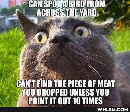 CAN SPOT A BIRD FROM AGROSS.THE YARD
GANT FIND THE PIECE OF UNLESS MEAT YOU
YOU DROPPED UNLESS YOU DOINT IT OUT 18 TIMEG