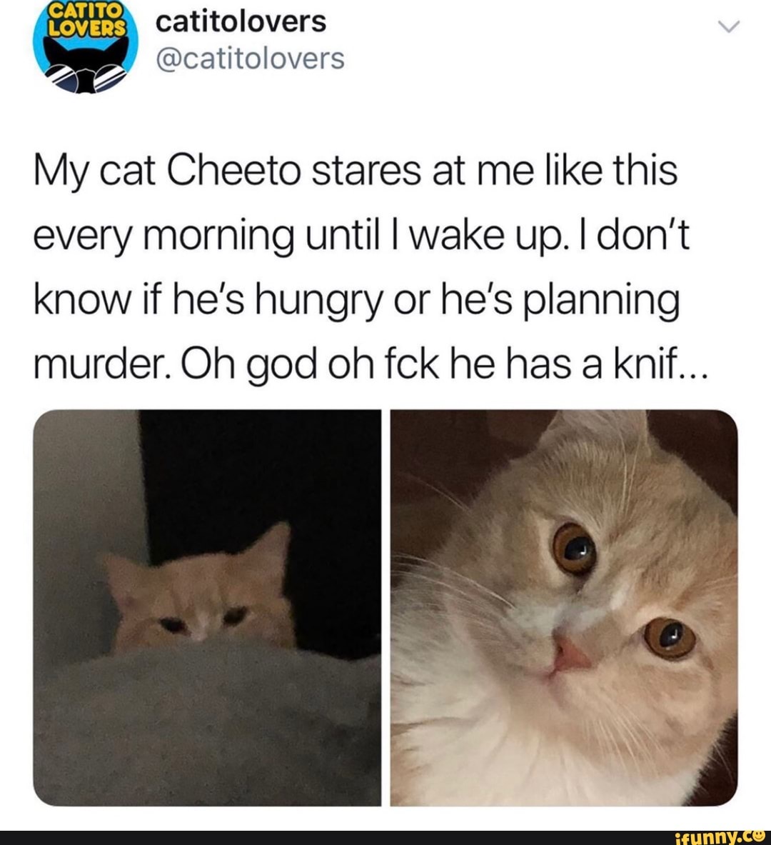 My cat Cheeto stares at me like this every morning until Iwake up. I