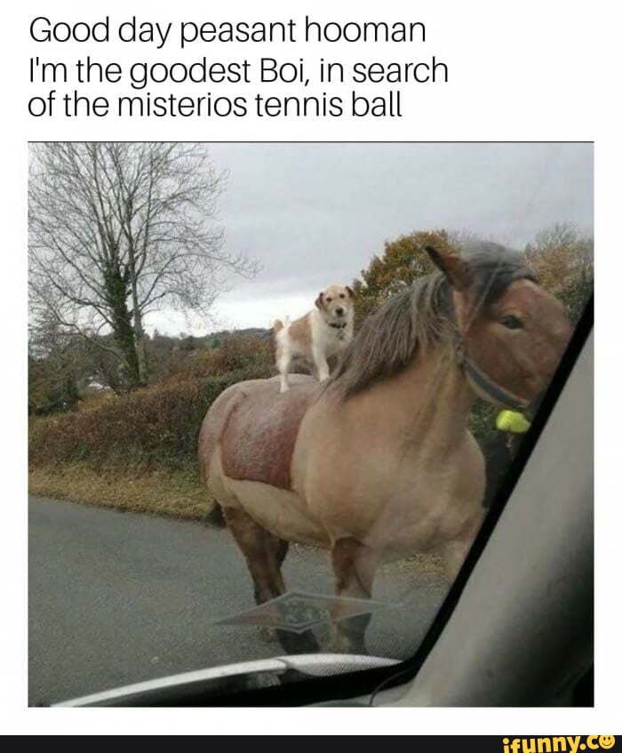 Good day peasant hooman
I'm the goodest Boi, in search of the misterios tennis ball