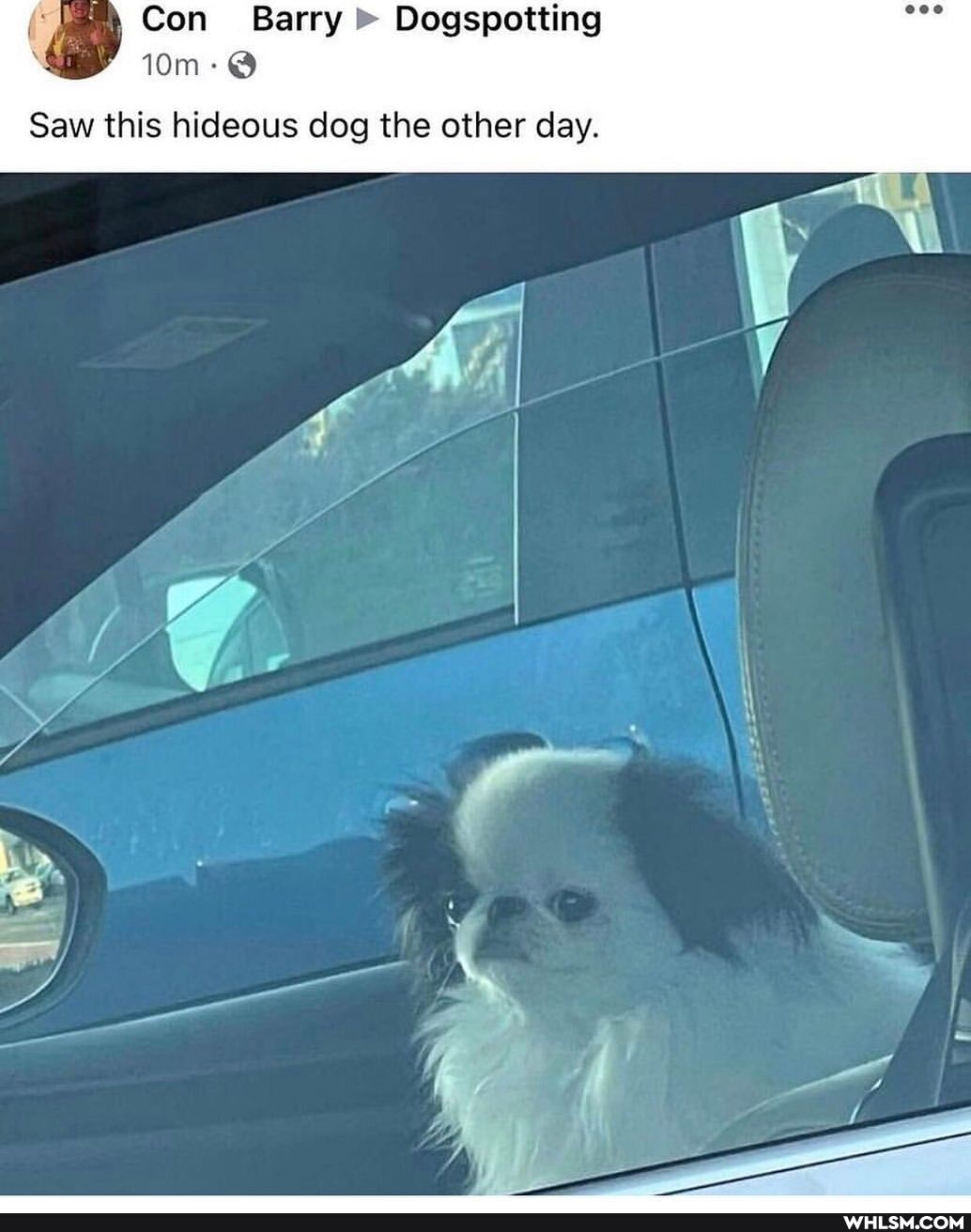 Con Barry " Dogspotting
Saw this hideous dog the other day.