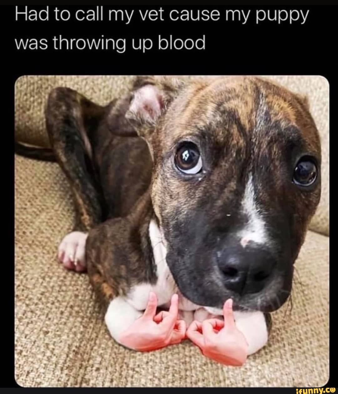 Had to call my vet cause my puppy was throwing up blood iFunny