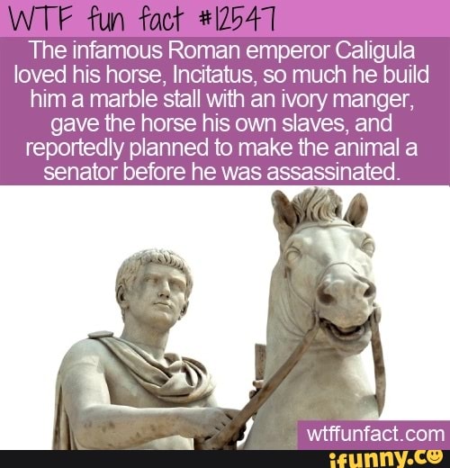 Fun The Infamous Roman Emperor Caligula Loved His Horse, Incitatus, So ...