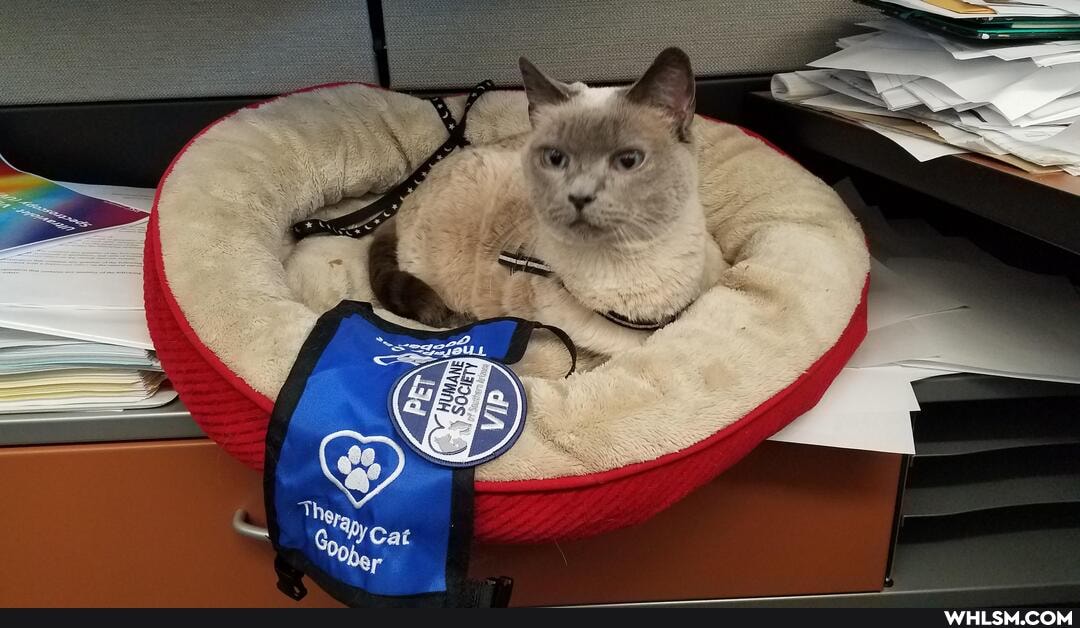 cat, aww, tripodcat, mosthelpful