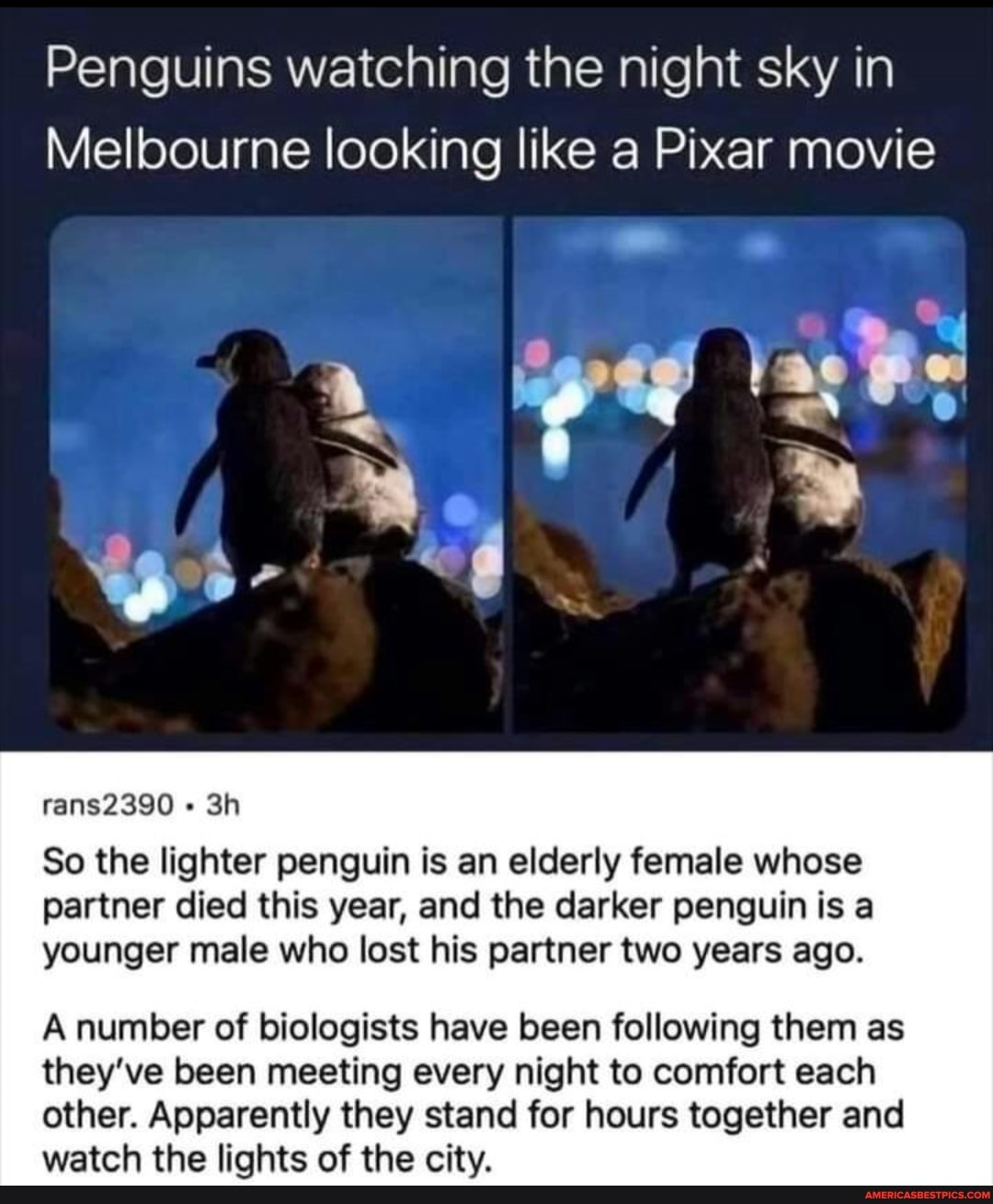 Penguins watching the night sky in
Melbourne looking like a Pixar movie
rans2390
So the lighter penguin is an elderly female whose partner died this year, and the darker penguin is a younger male who lost his partner two years ago.
A number of biologists have been following them as they've been meeting every night to comfort each other. Apparently they stand for hours together and
Aj i = i