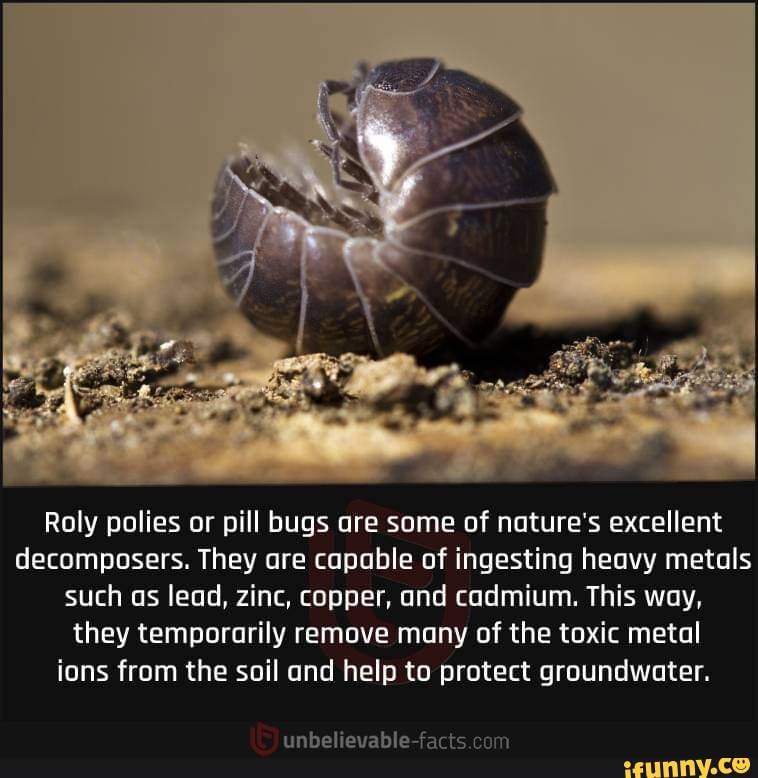 Thank you little helpers! Roly polies or pill bugs are some of nature