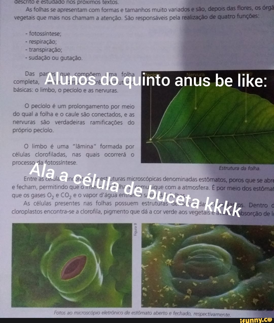 As folhas se apresentam com formas tamannos muito
tO anus be like:
vegetais que mais nos chamam a atenção. São responsáveis pela
- fotossíntese;
- respiração;
- transpiração;
- sudação ou gutação.
Das par que compõem ma folha
compleia,
básicas: o limbo, o pecíolo e as nervuras.
O pecíolo é um prolongamento por meio do qual a folha e o caule são conectados, e as nervuras são verdadeiras ramificações do próprio pecíolo.
O limbo é uma "lâmina" formada por células clorofiladas, nas quais ocorrerá o processo da fotossíntese.
Entre as cerula. nc ont est uturas microscópicas denominadas estôme pores so abr e fecham, itindo que mte.2 > fique com a atmosfera, É que os gases O, e CO, e o vapor d'água emudn. 2 ser er dis
As células presentes nas folhas possuem estruturas de= dar Dentro
cloroplastos encontra-se a clorofila, pigmento que dá a cor verde aos vegetais ay
úpio eletrônico de estômato aberto e fechado, respectivamente,