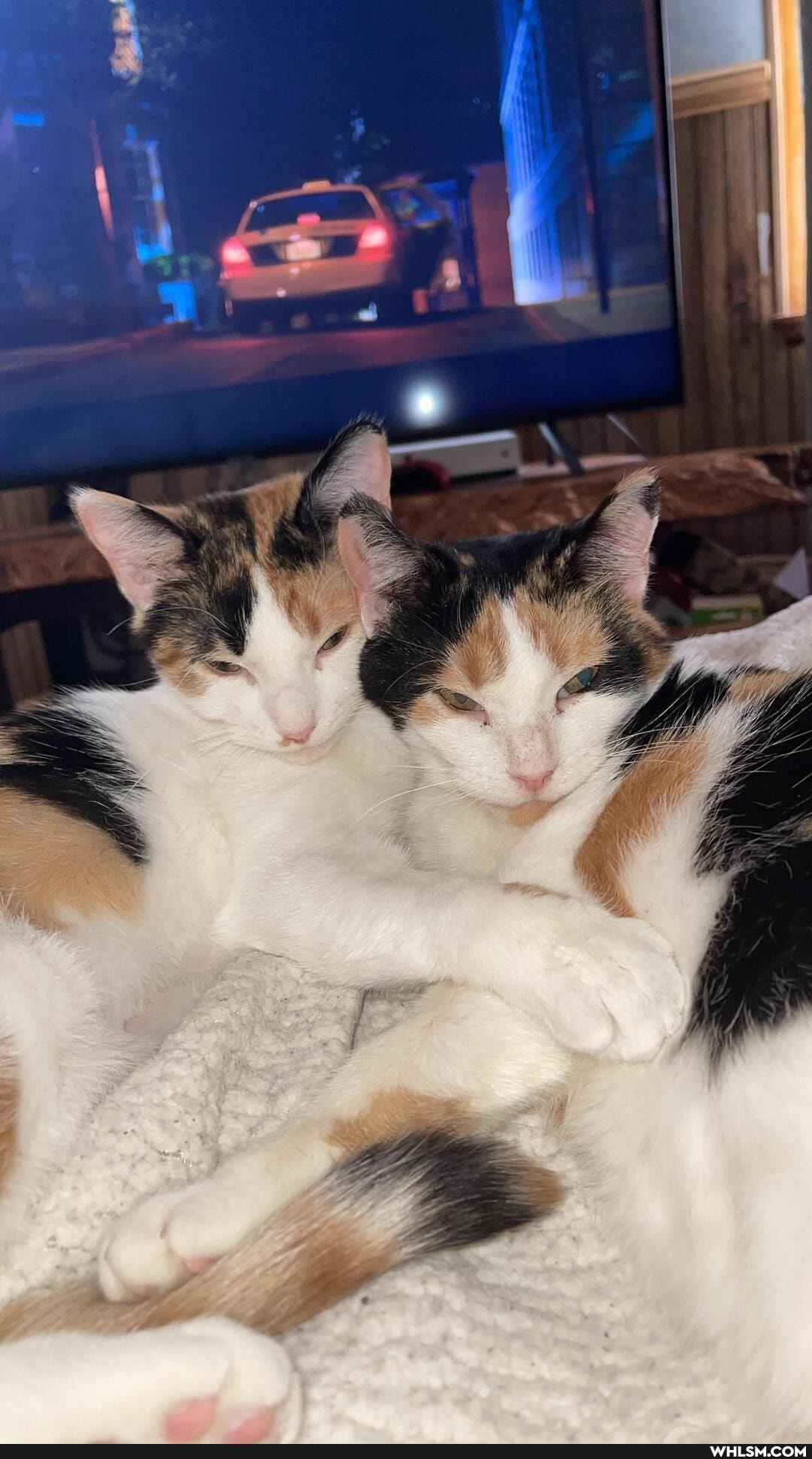 cats, calico