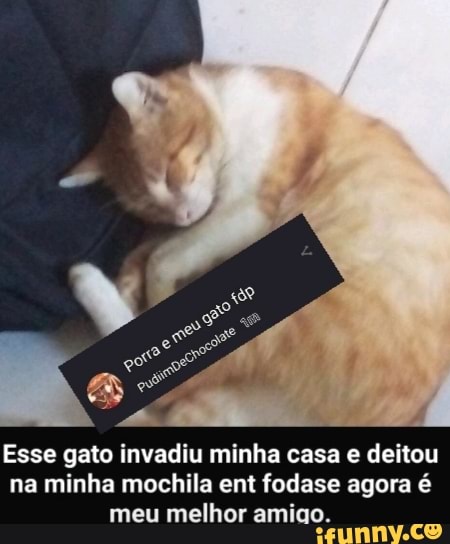 Esse gato invadiu minha casa e deitou na minha mochila ent fodase agora é meu melhor amigo.