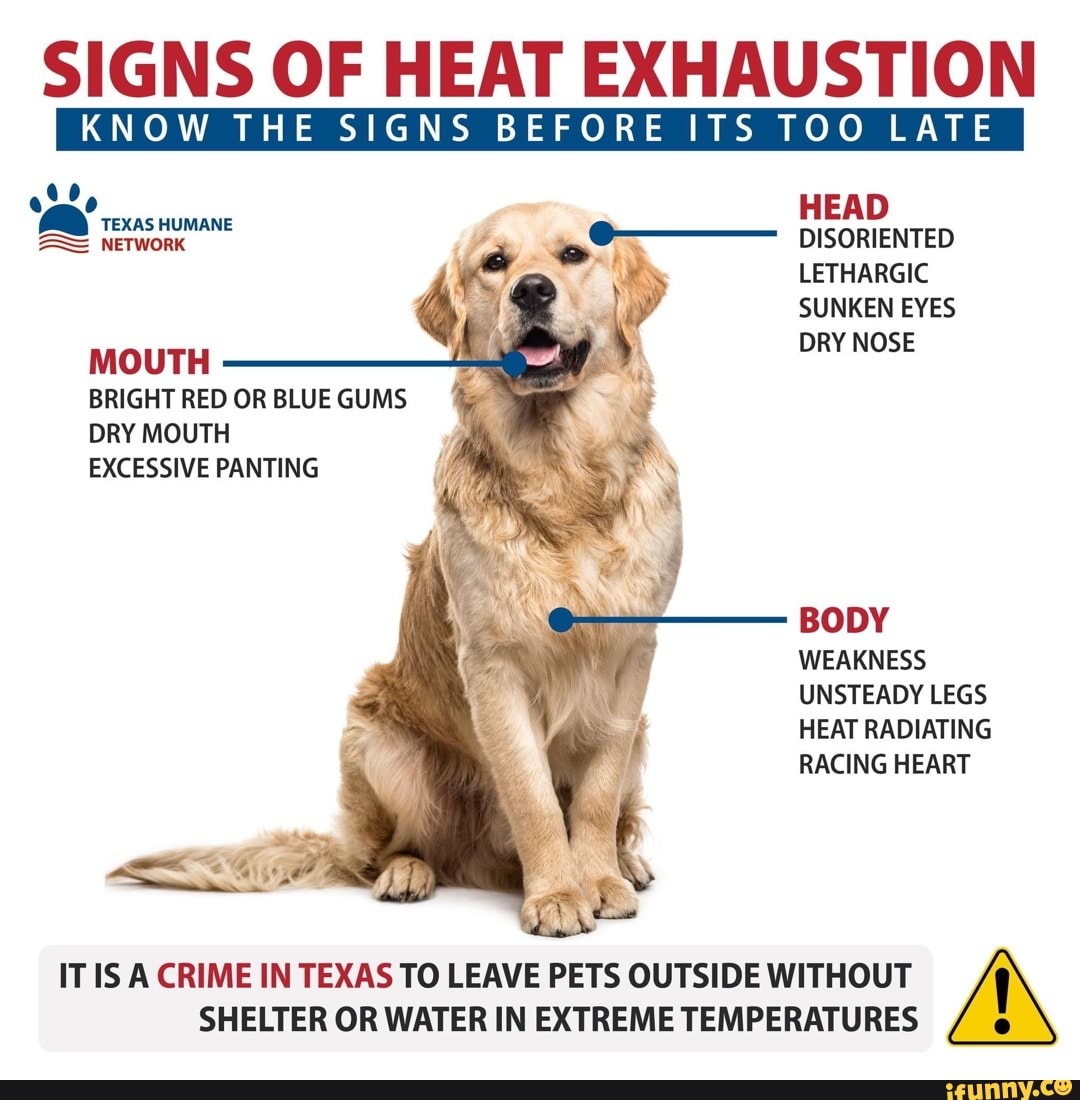 SIGNS OF HEAT EXHAUSTION [KNOW THE SIGNS BEFORE ITS TOO LATE I HEAD ...