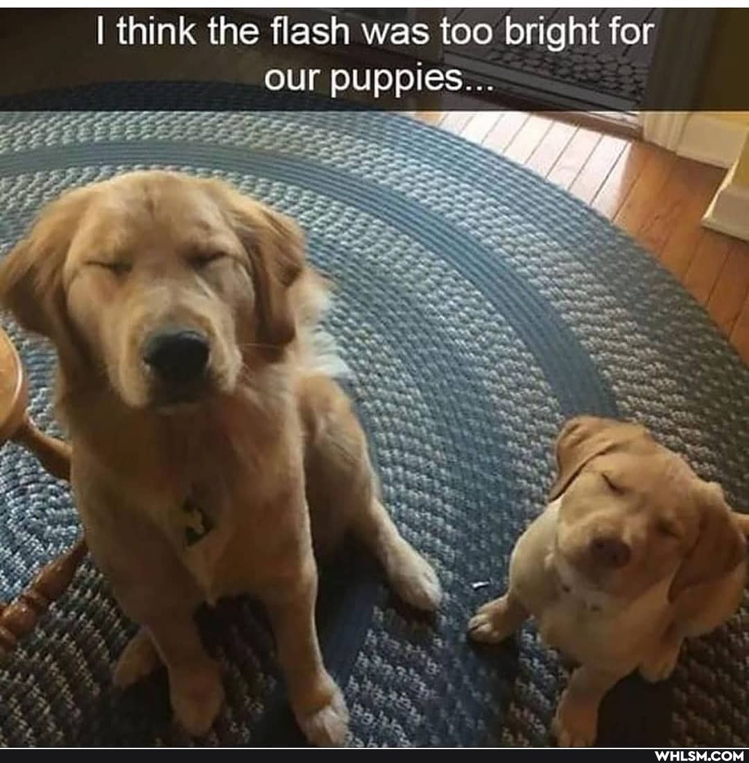 I think the flash was too bright for
our puppies...
SS