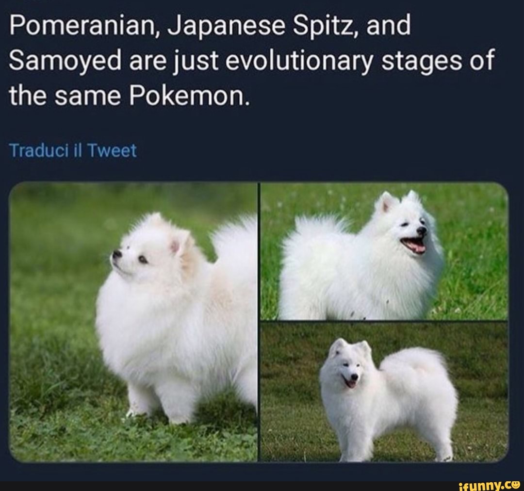 Pomeranian Japanese Spitz And Samoyed Are Just Evolutionary Stages Of The Same Pokemon Ifunny