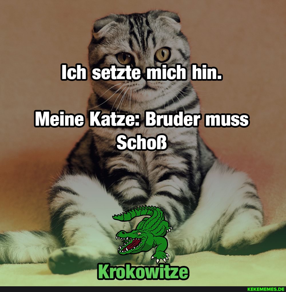 Ich setzte mich hin.
Meine Katze: Bruder muss
Schoß
