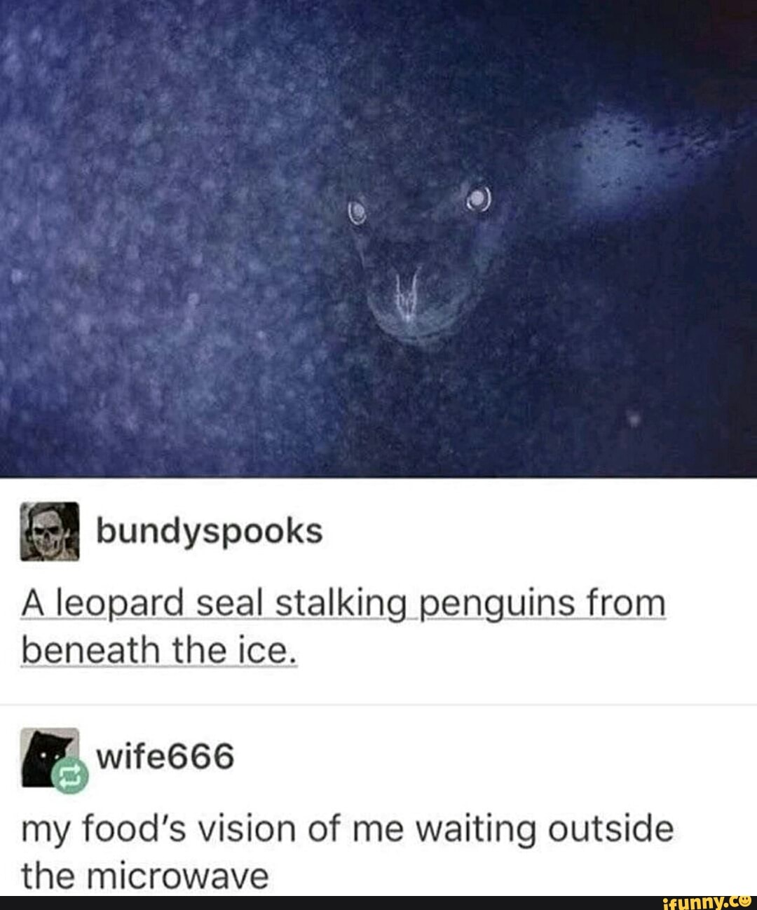 A leopard seal stalking penguins from
beneath the ice.
my food's vision of me waiting outside
the microwave