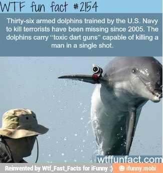 WTF fun fact #204
Thirty-six armed dolphins trained by the U.S. Navy
to Kill terrorists have been missing since 2005. The.
dolphins carry "toxic dart guns" capable of killing a
man in a single shot.