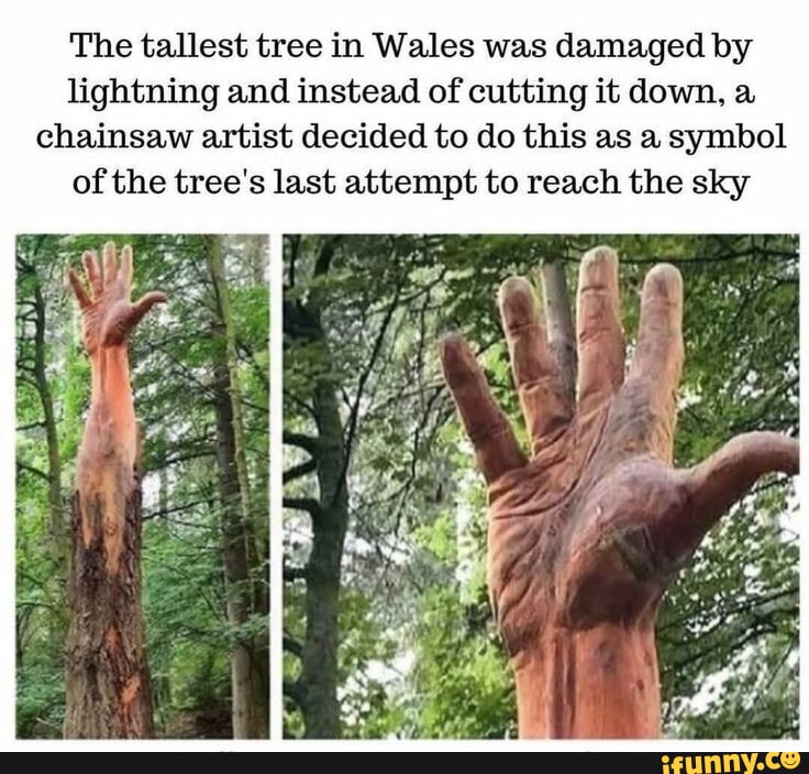 The tallest tree in Wales was damaged by lightning and instead of