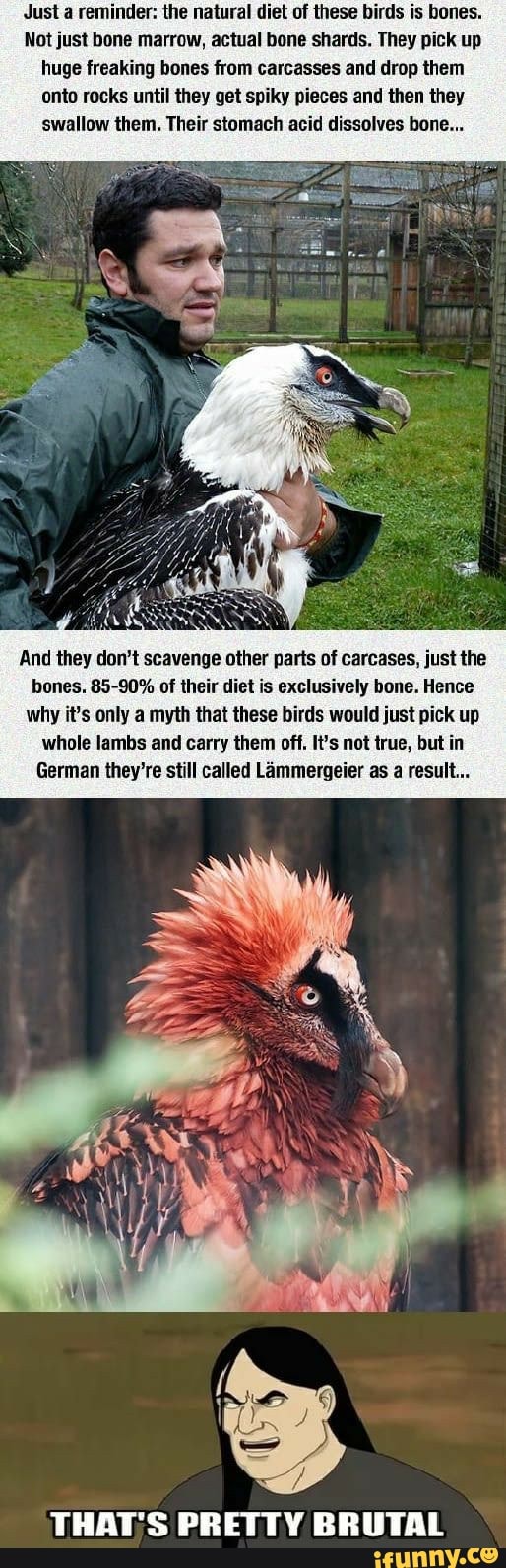 Just a reminder: the natural diet of these birds is bones.
Not just bone marrow, actual bone shards. They pick up
huge freaking bones from carcasses and drop them
onto rocks until they get spiky pieces and then they
swallow them. Their stomach acid dissolves bone...
And they don't scavenge other parts of carcases, just the
bones. 85-90% of their diet is exclusively bone. Hence
why it's only a myth that these birds would just pick up
whole lambs and carry them off. It's not true, but in
German they're still called Lammergeier as a result...
