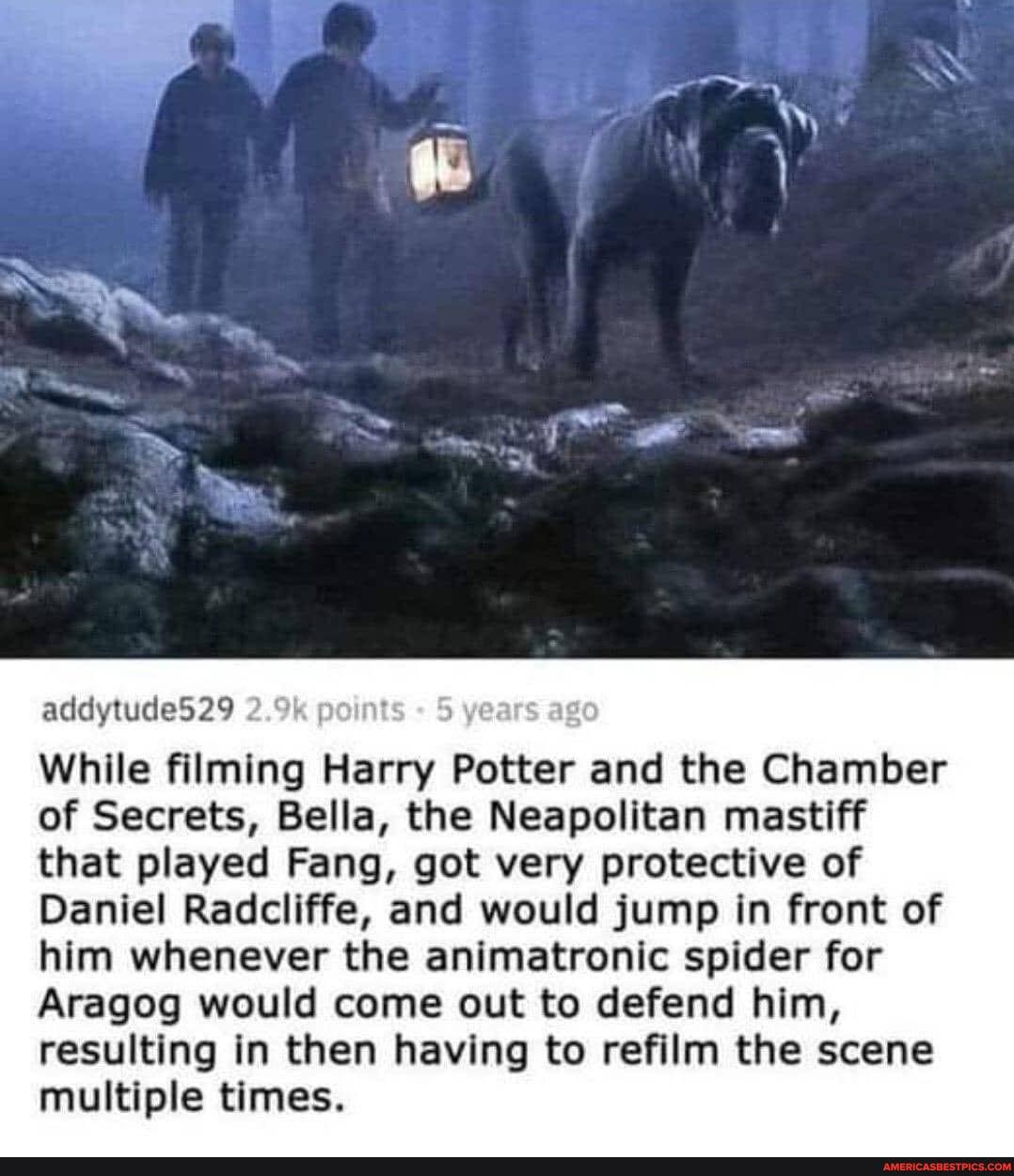 addytude529
Ny
While filming Harry Potter and the Chamber of Secrets, Bella, the Neapolitan mastiff that played Fang, got very protective of
Daniel Radcliffe, and would jump in front of him whenever the animatronic spider for
Aragog would come out to defend him, resulting in then having to refilm the scene multiple times.