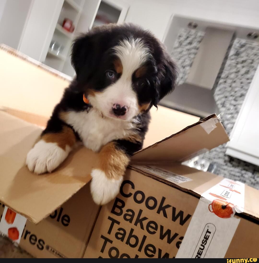 benedict, berner