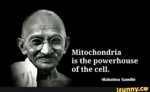 Mitochondria
is the powerhouse
the cell.