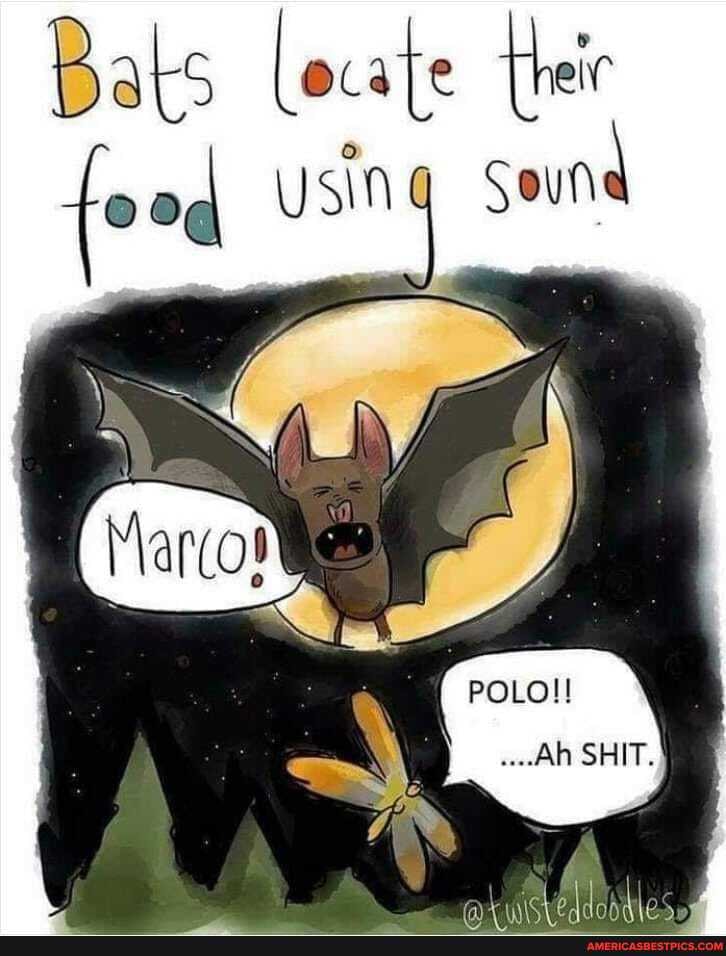 Bats locate food Usin Sound