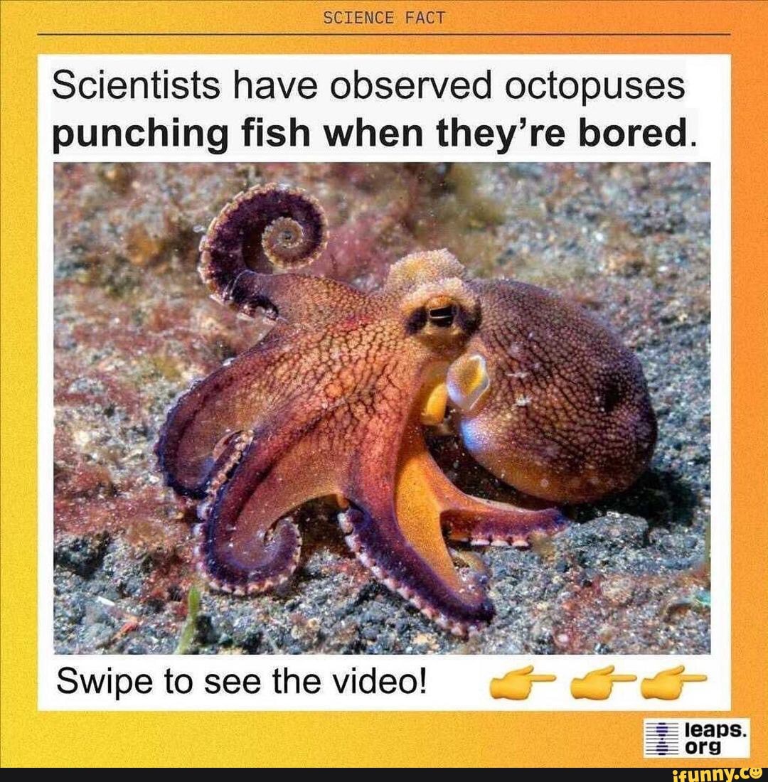 SCIENCE FACT Scientists have observed octopuses punching fish when they
