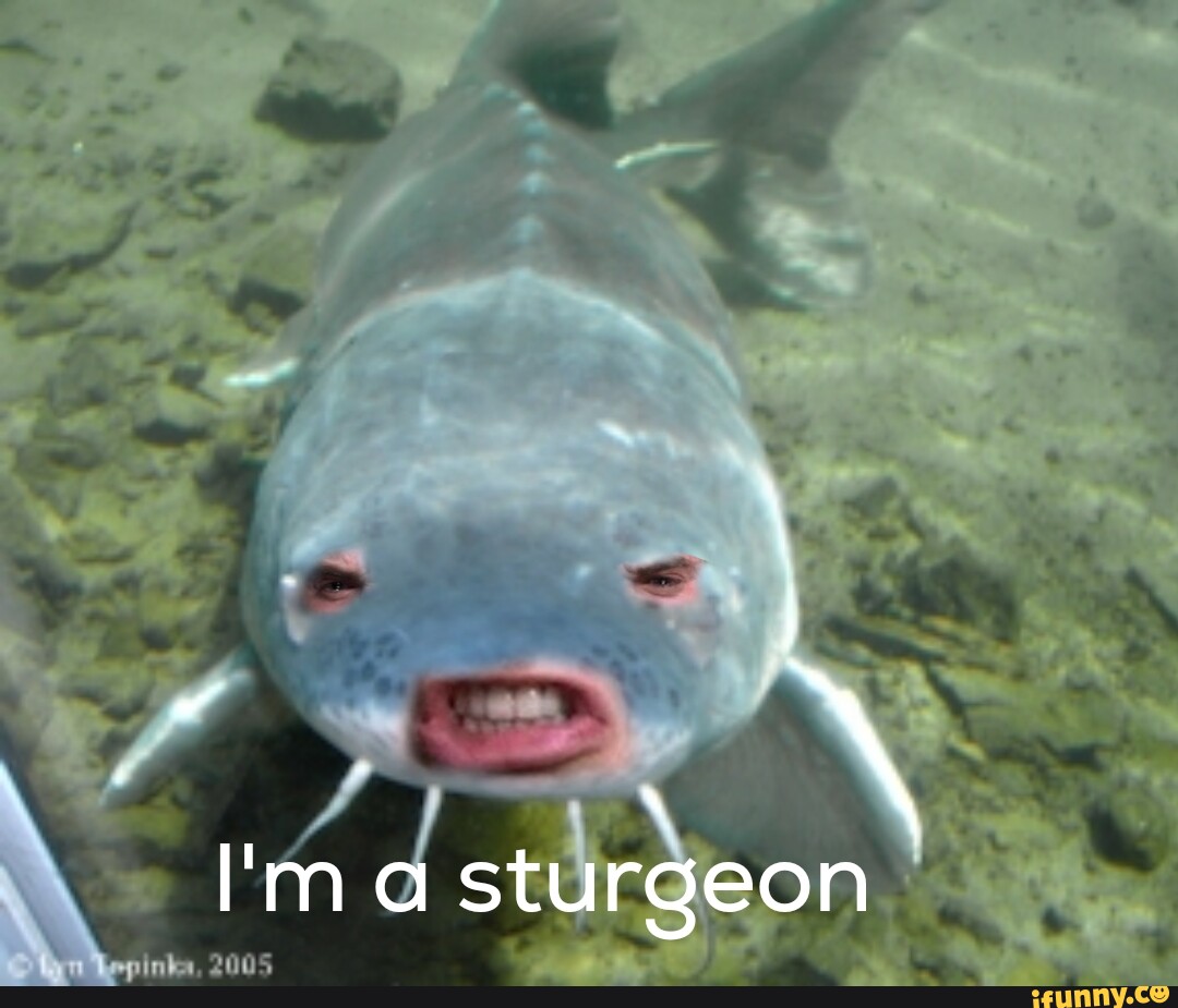 Video memes xbQJUS4XA by TheMcGangbang 1 comment iFunny