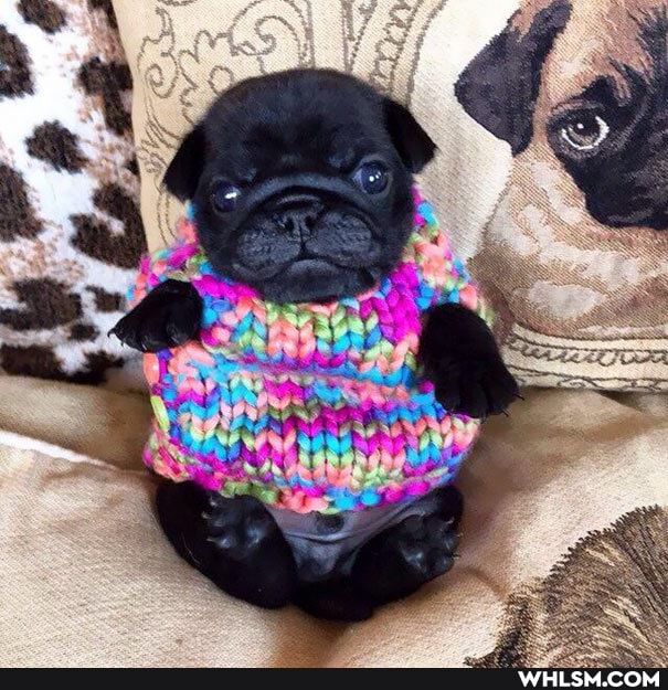 aww, photography, baby_animals