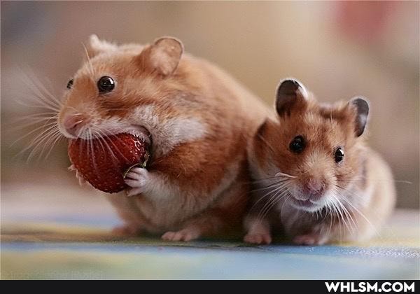 chipmunk, squirrels, benaffleck, mouthfull