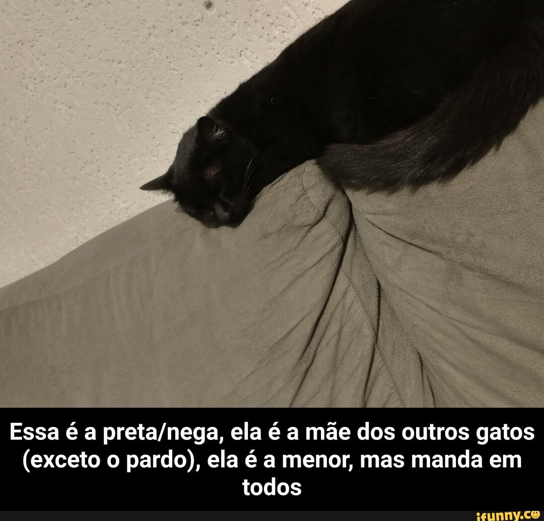 Essa é a ela é a mãe dos outros gatos
(exceto o pardo), ela é a menor, mas manda em todos - Essa é a preta/nega, ela é a mãe dos outros gatos (exceto o pardo), ela é a menor, mas manda em todos