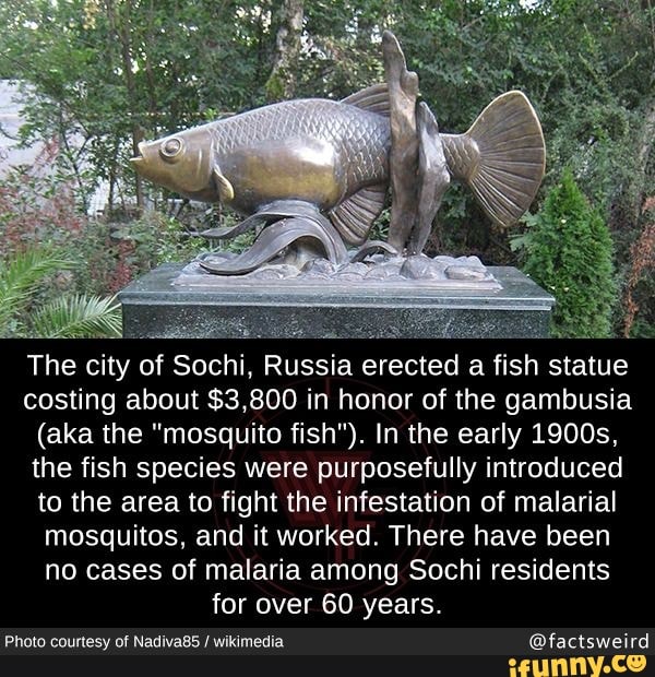 The city of Sochi, Russia erected a fish statue costing about $3,800 in honor of the gambusia
(aka the "mosquito fish"). In the early 1900s, the fish species were purposefully introduced to the area to fight the infestation of malarial mosquitos, and it worked. There have been no cases of malaria among Sochi residents for over 60 years.
Photo courtesy of Nadiva85 / wikimedia @factsweird