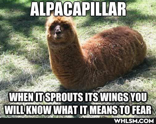ALPACAPILLAR
WHEN IT SPROUTS ITS WINGS YOU_
WHAT IT REE AC To CERe