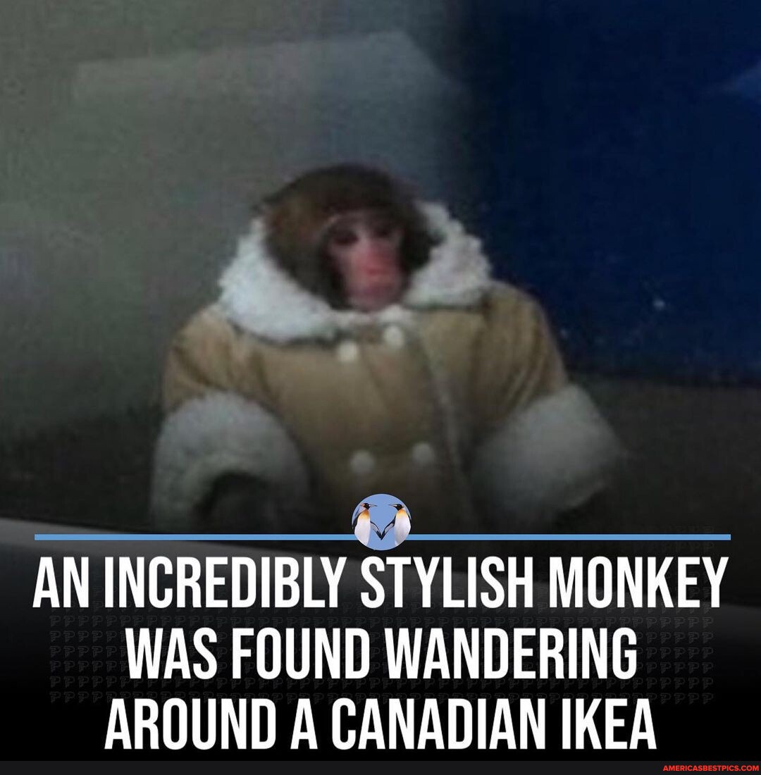 funny ikea monkey memes