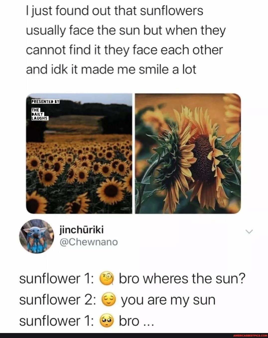 I just found out that sunflowers usually face the sun but when they cannot find it they face each other and idk it made me smile a lot
sunflower 1: bro wheres the sun? sunflower 2: & you are my sun sunflower 1: bro