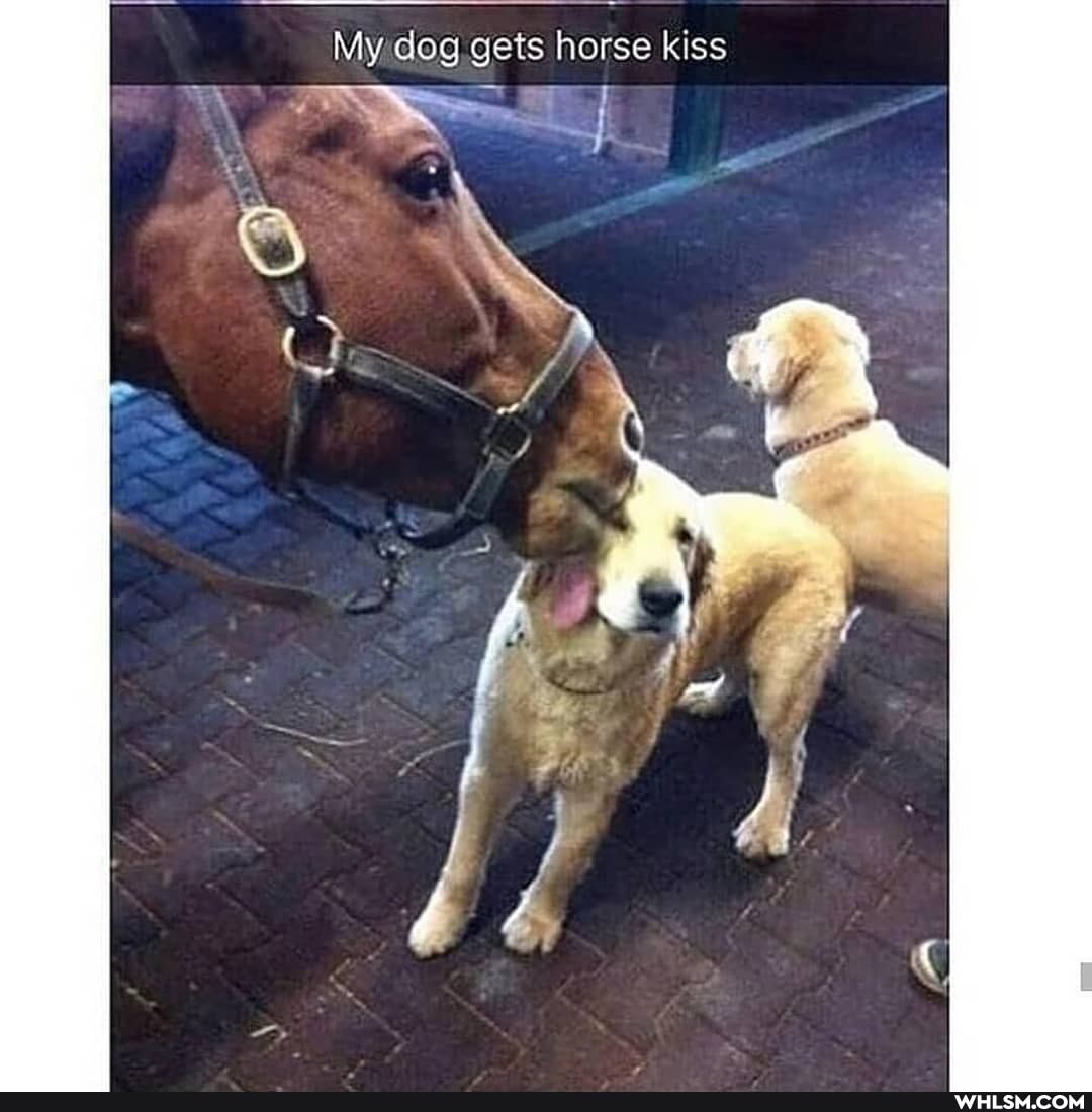 My dog gets horse kiss