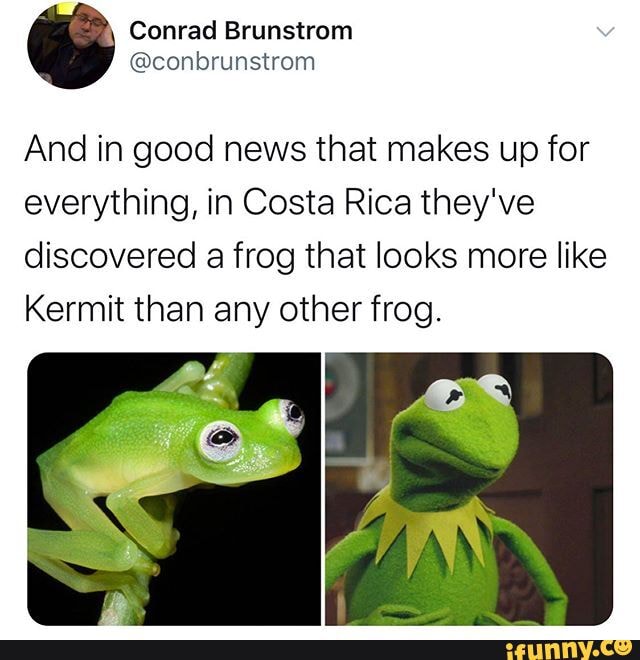 And in good news that makes up for everything, in Costa Rica they've discovered a frog that looks more like
Kermit than any other frog.