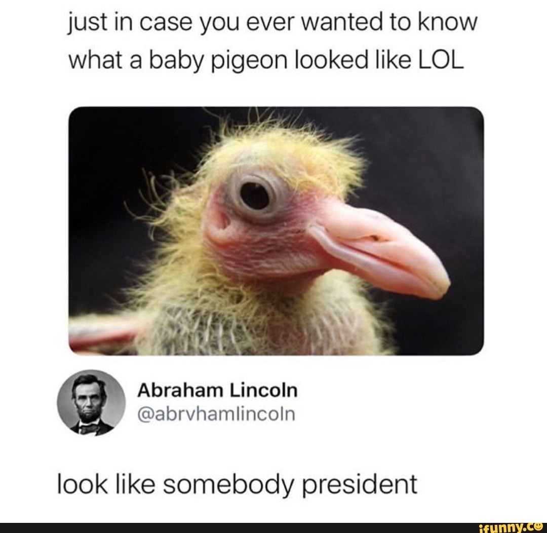Just In Case You Ever Wanted To Know What A Baby Pigeon Looked Like Lol Look Like Somebody President