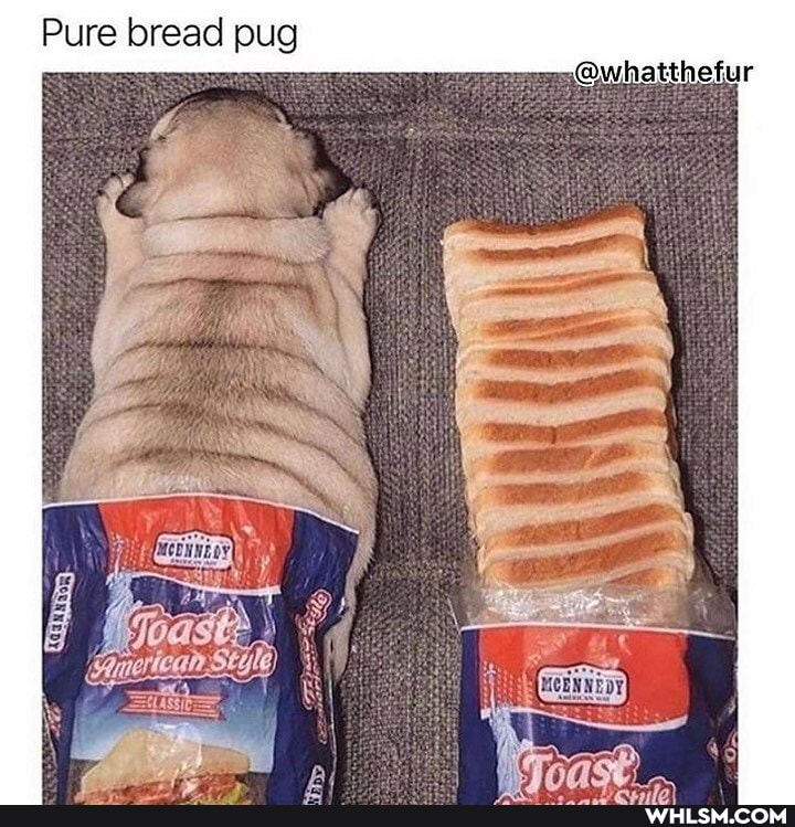 Pure bread pug
merlean Style)