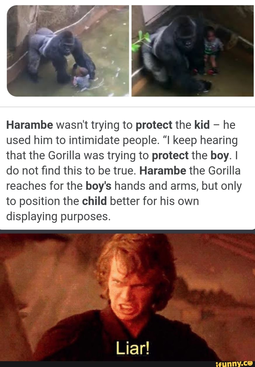 Harambe wasn't trying to protect the kid he used him to intimidate