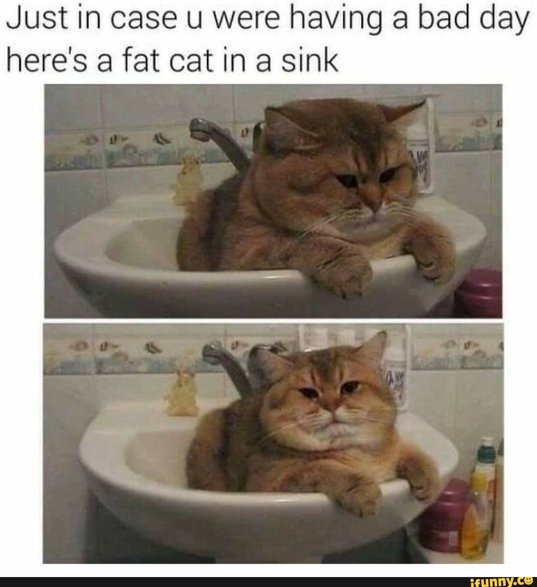 Just in case u were having a bad day
here's a fat cat in a sink