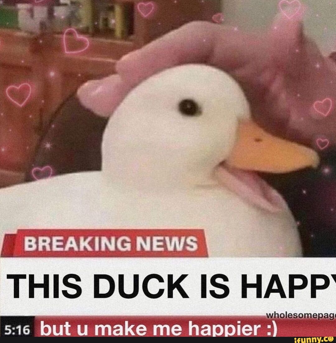 Утка питомец. Утка в шляпке. Милый белый утёнок. Утка мем. Селезень смешной.