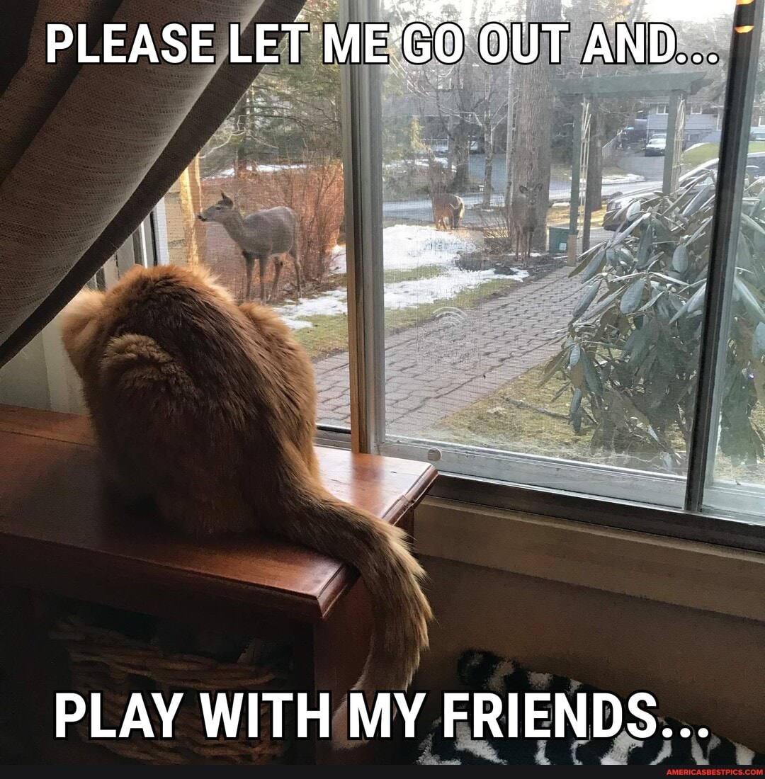 PLEASE LET ME GO'OUT A AND...
PLAY WITH MY FRIENDS...
