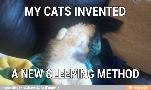MY CATS INVENTED