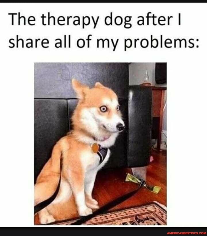 The therapy dog after I share all of my problems: