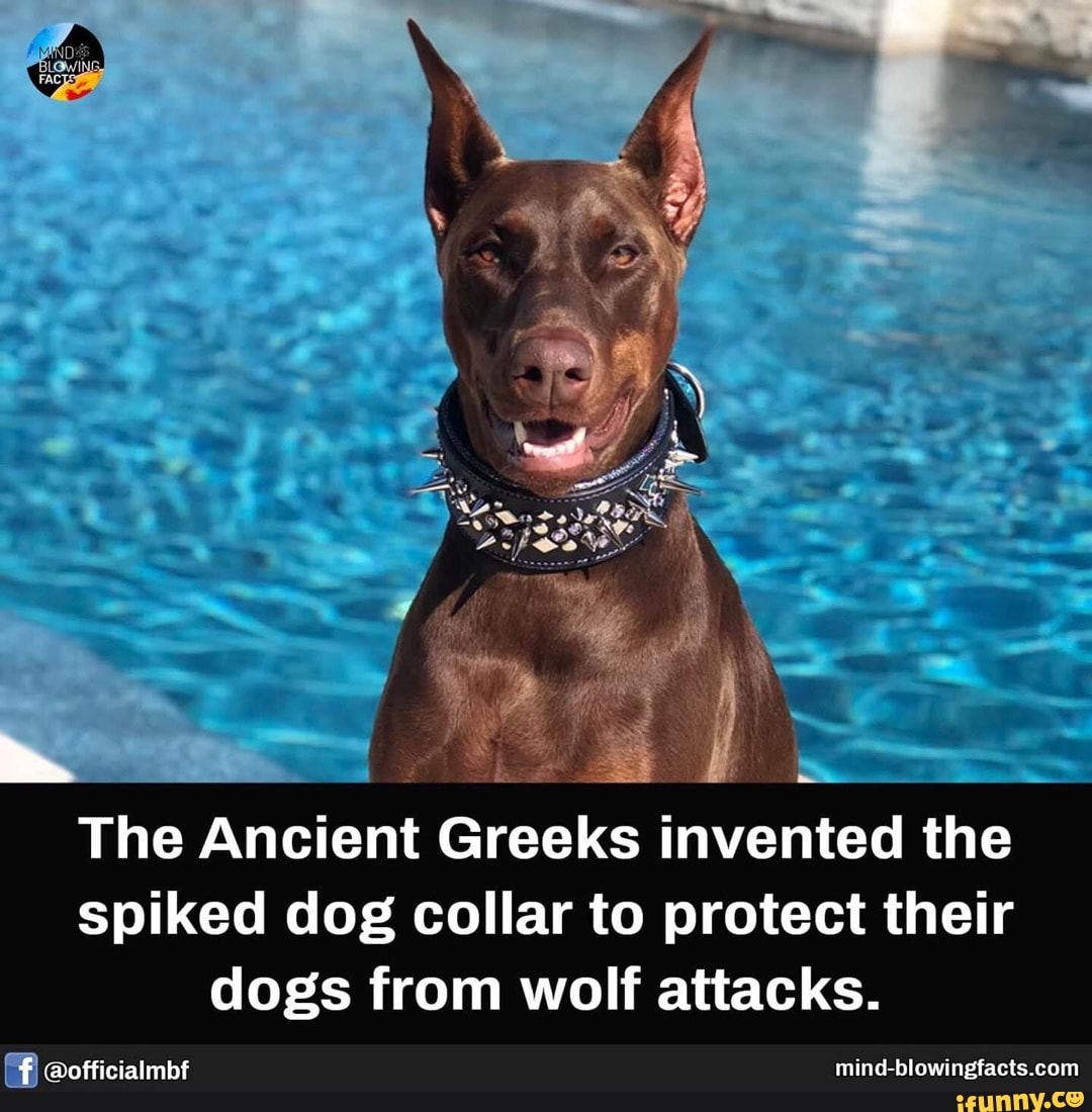 The Ancient Greeks invented the spiked dog collar to protect their dogs