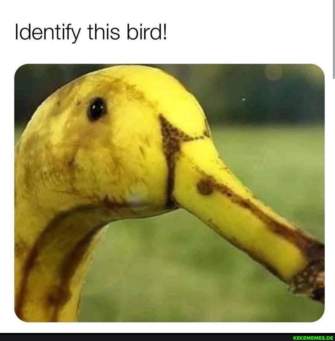 Identify this bird!