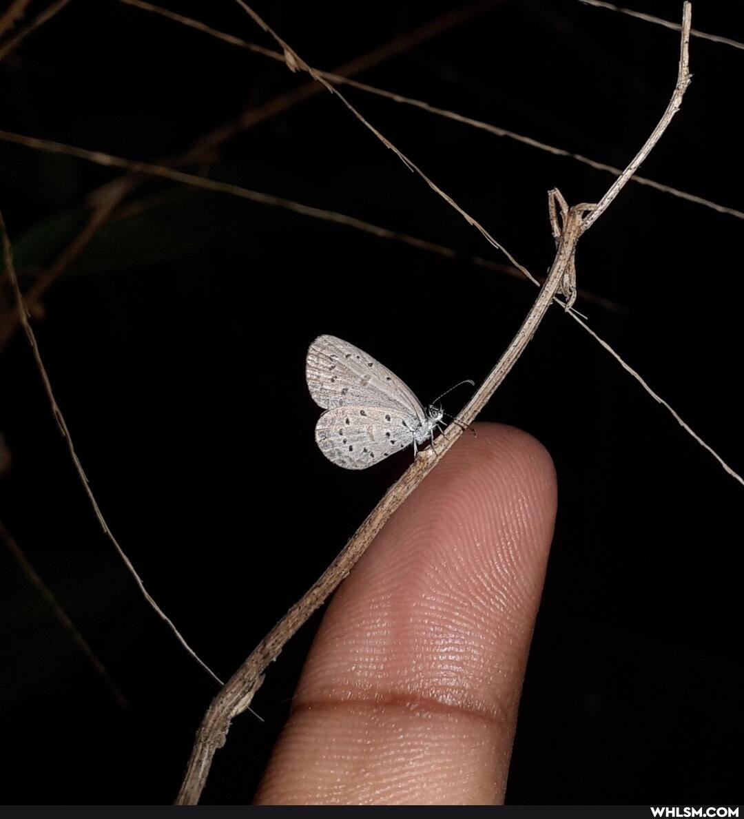 nature, insects, butterfly, amazing_animals