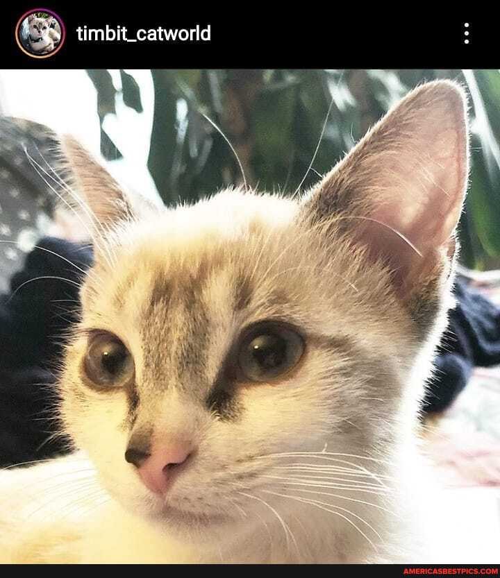 ES timbit_catworld